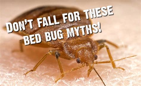 bed bugs to the naked eye|Bed Bug Myths 